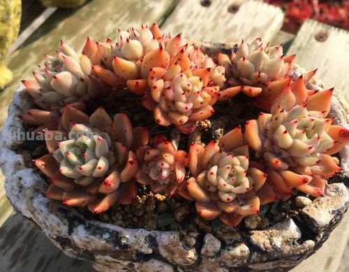 养肉9年:纪念我与多肉长久的相伴!