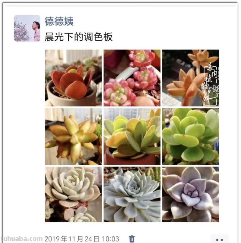 养肉9年：纪念我与多肉长久的相伴！