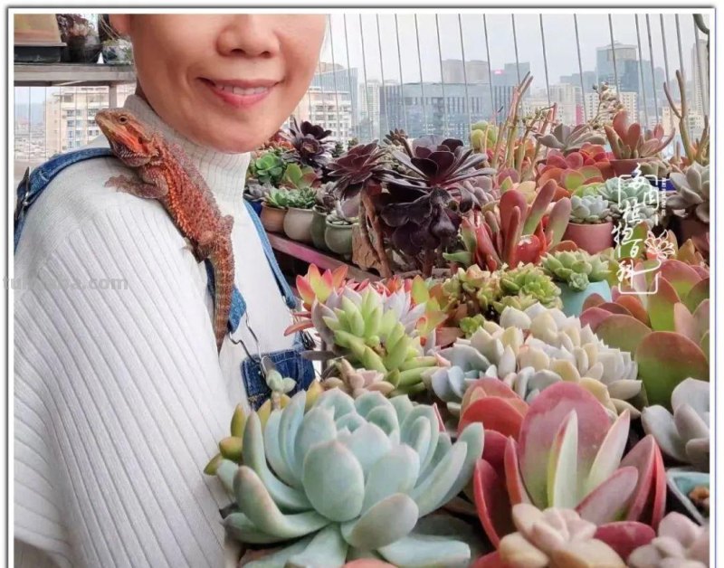 养肉9年：纪念我与多肉长久的相伴！