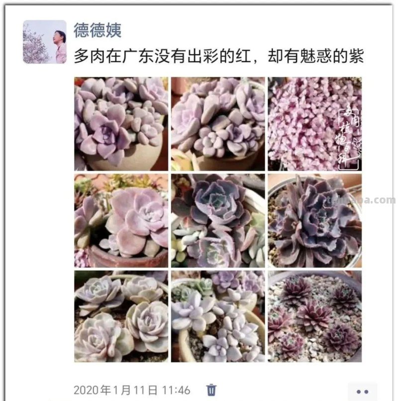 养肉9年：纪念我与多肉长久的相伴！