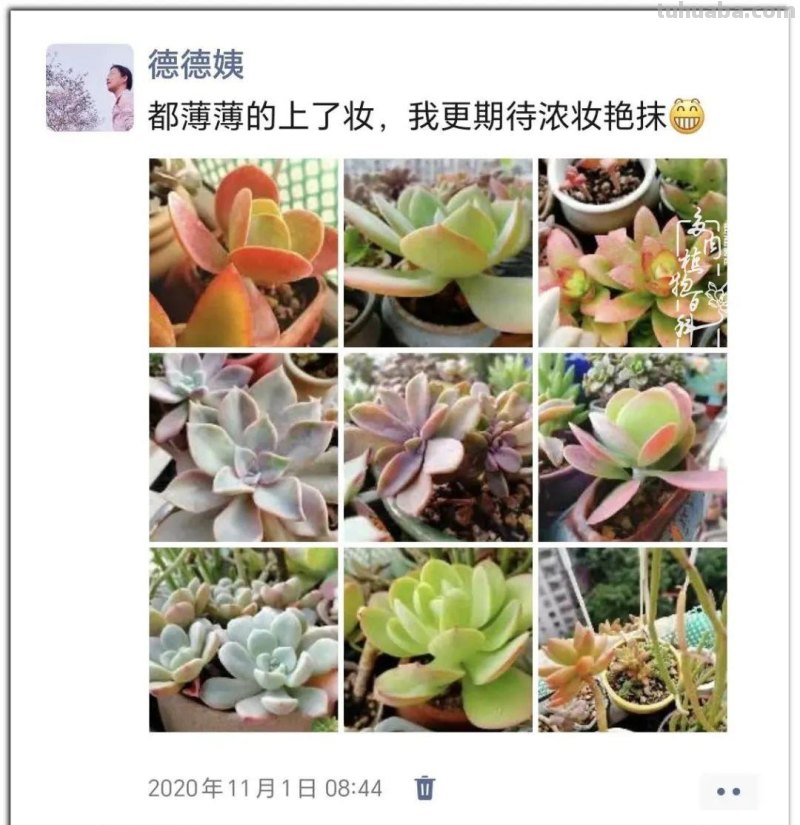 养肉9年：纪念我与多肉长久的相伴！