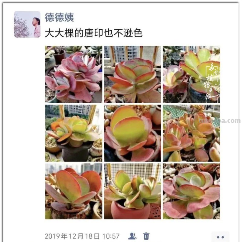 养肉9年：纪念我与多肉长久的相伴！