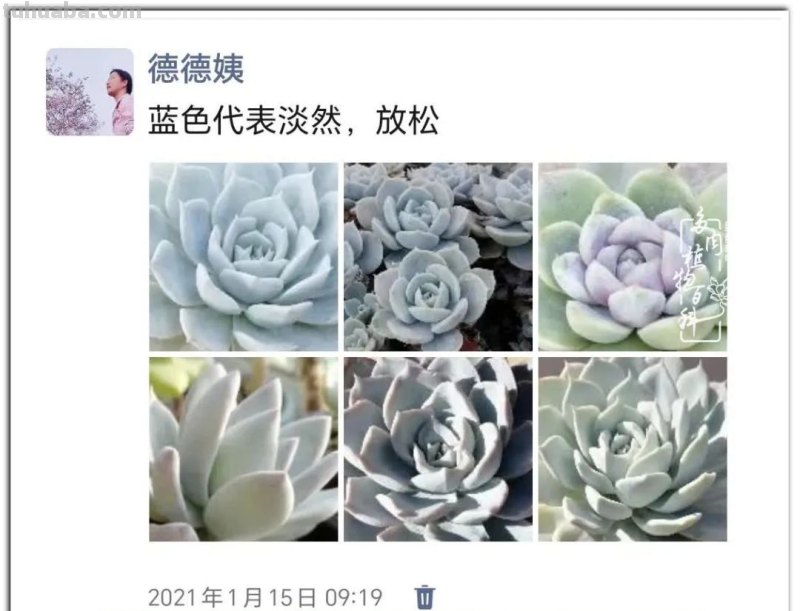 养肉9年：纪念我与多肉长久的相伴！
