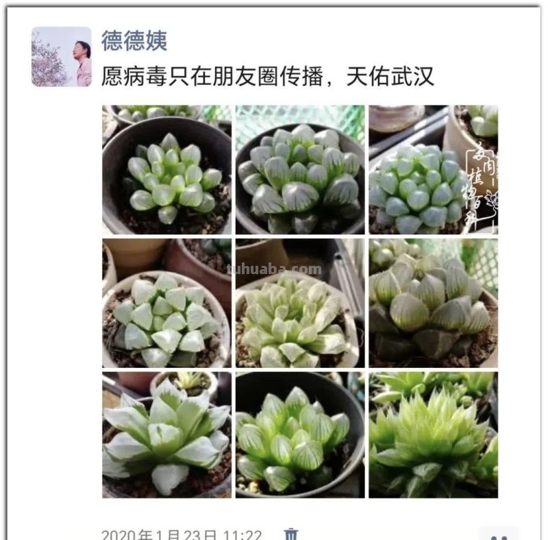 养肉9年：纪念我与多肉长久的相伴！
