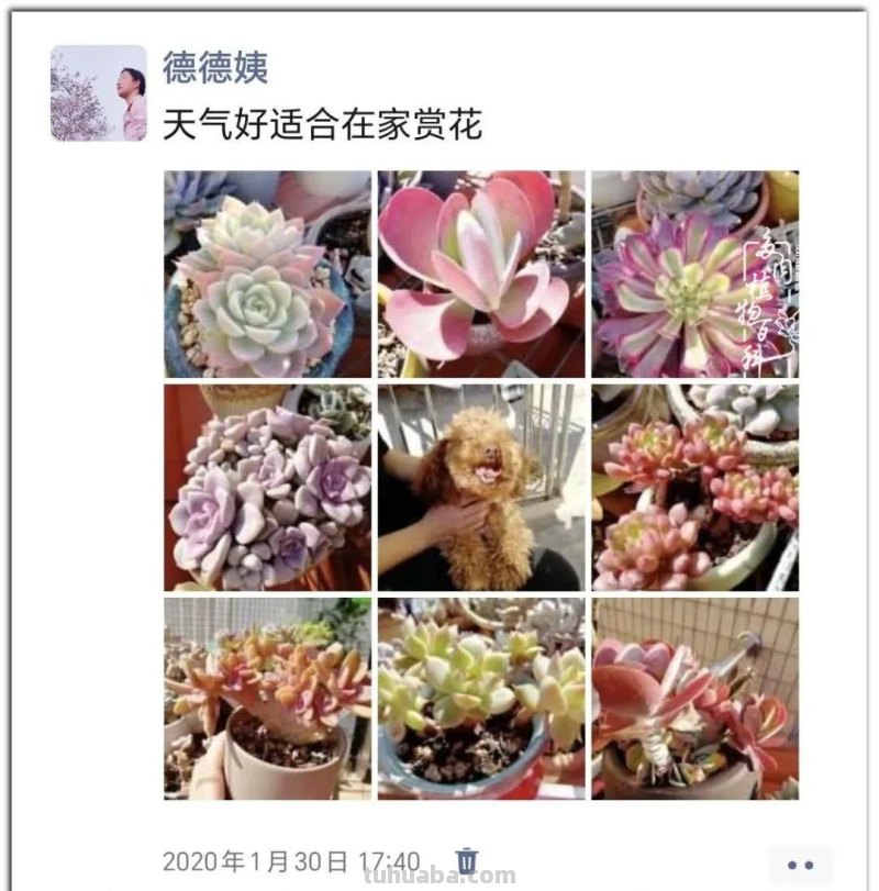 养肉9年：纪念我与多肉长久的相伴！