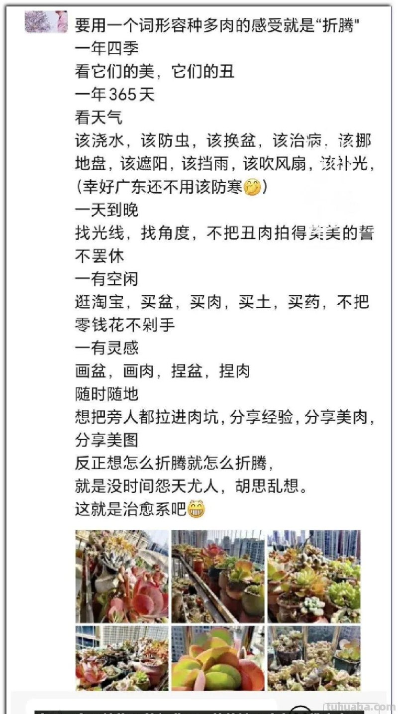 养肉9年：纪念我与多肉长久的相伴！