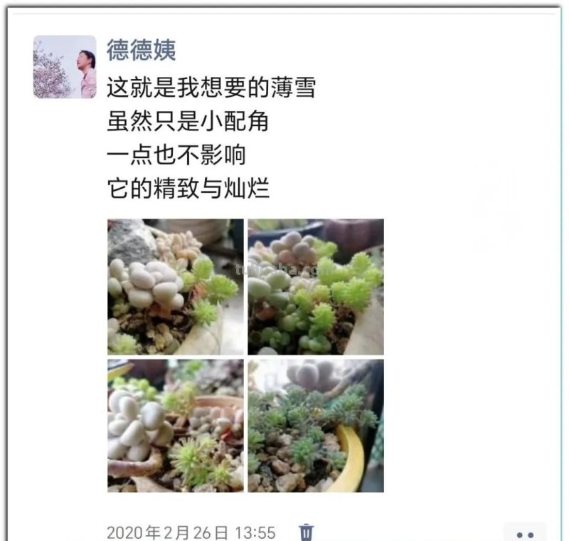 养肉9年：纪念我与多肉长久的相伴！