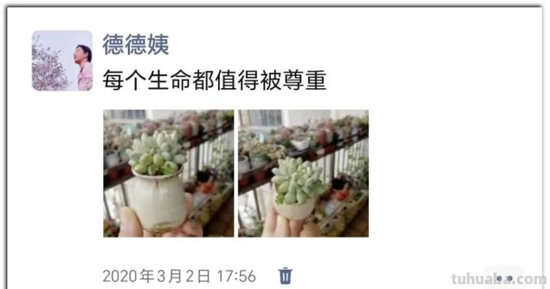 养肉9年：纪念我与多肉长久的相伴！
