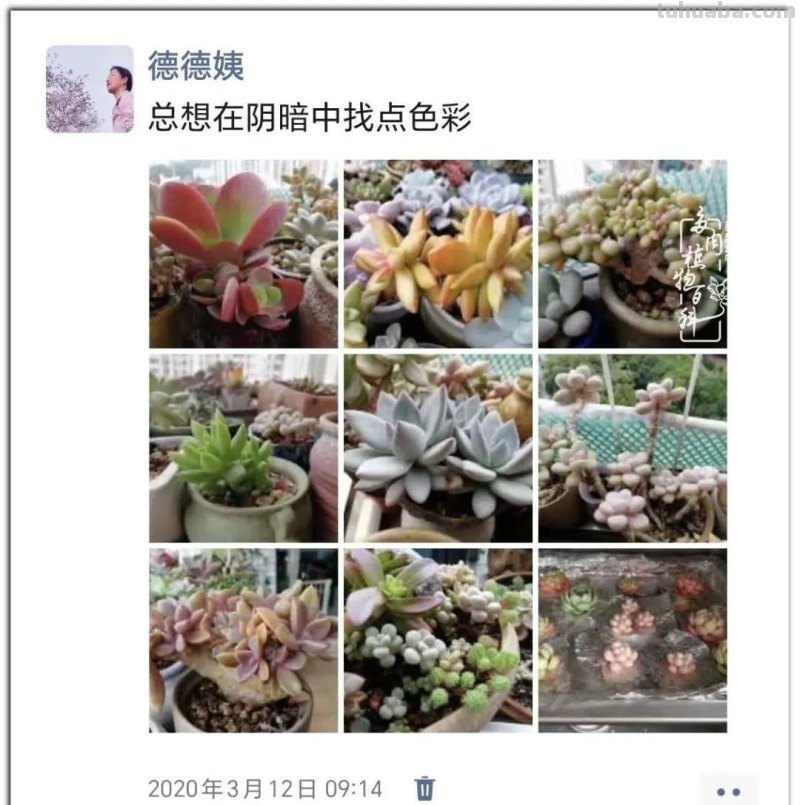 养肉9年：纪念我与多肉长久的相伴！