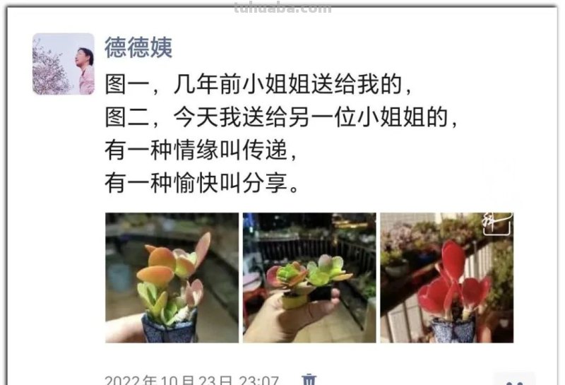 养肉9年：纪念我与多肉长久的相伴！