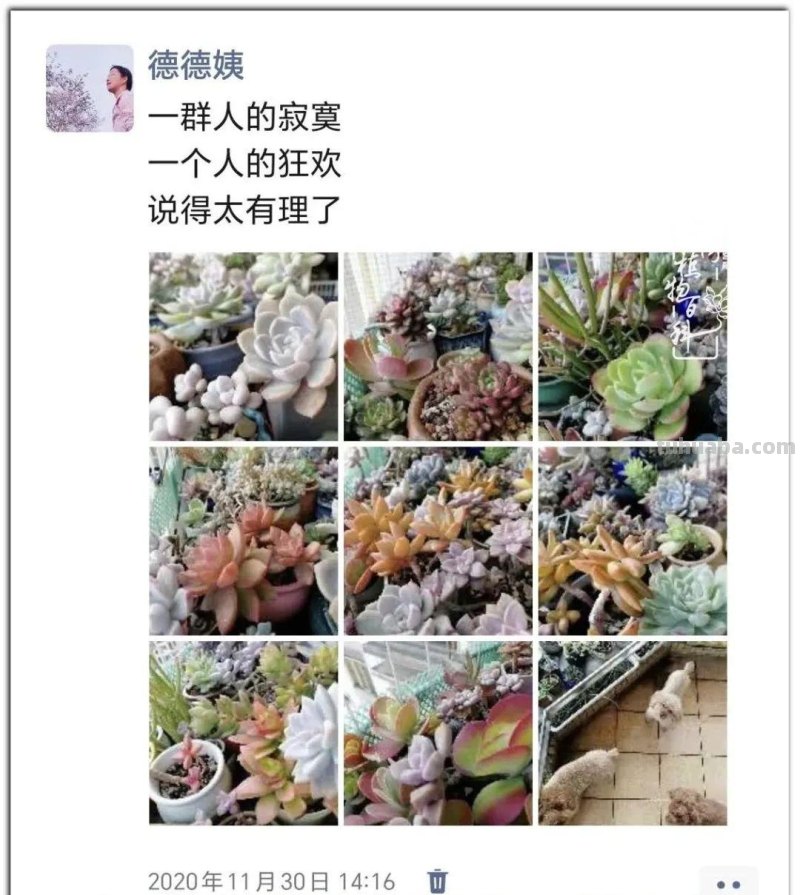 养肉9年：纪念我与多肉长久的相伴！