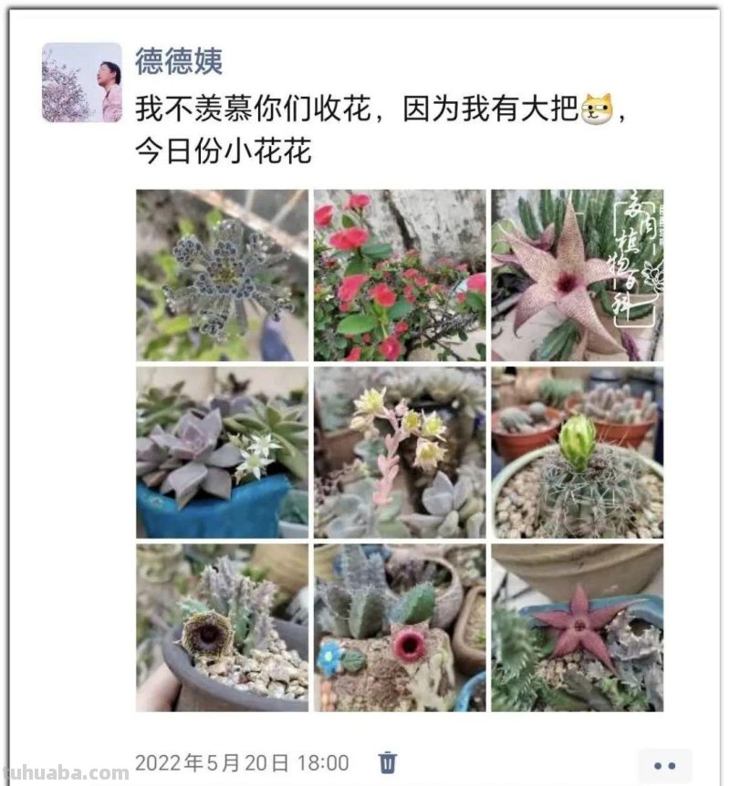 养肉9年：纪念我与多肉长久的相伴！