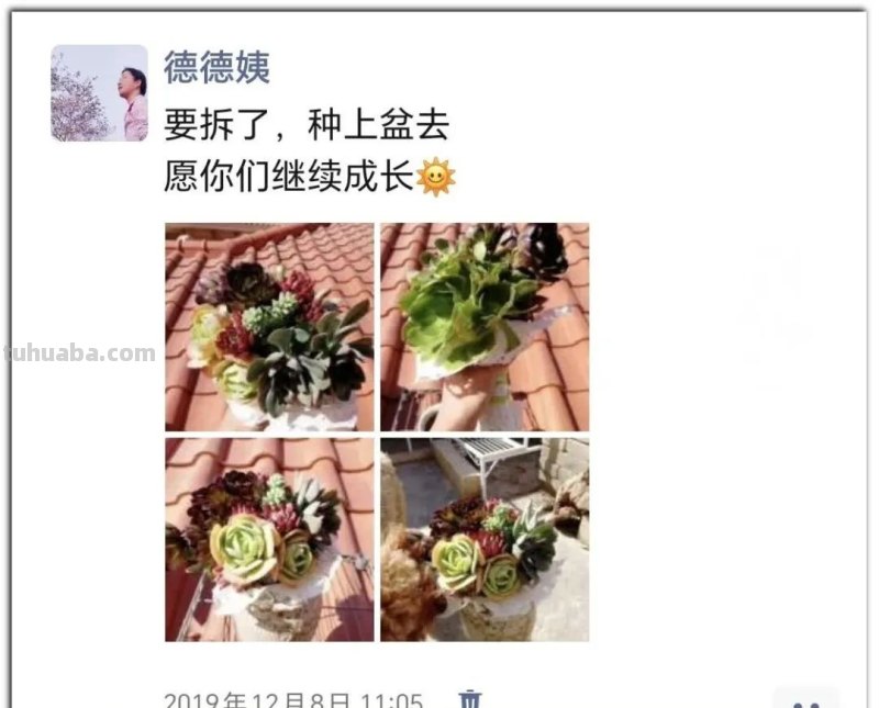 养肉9年：纪念我与多肉长久的相伴！