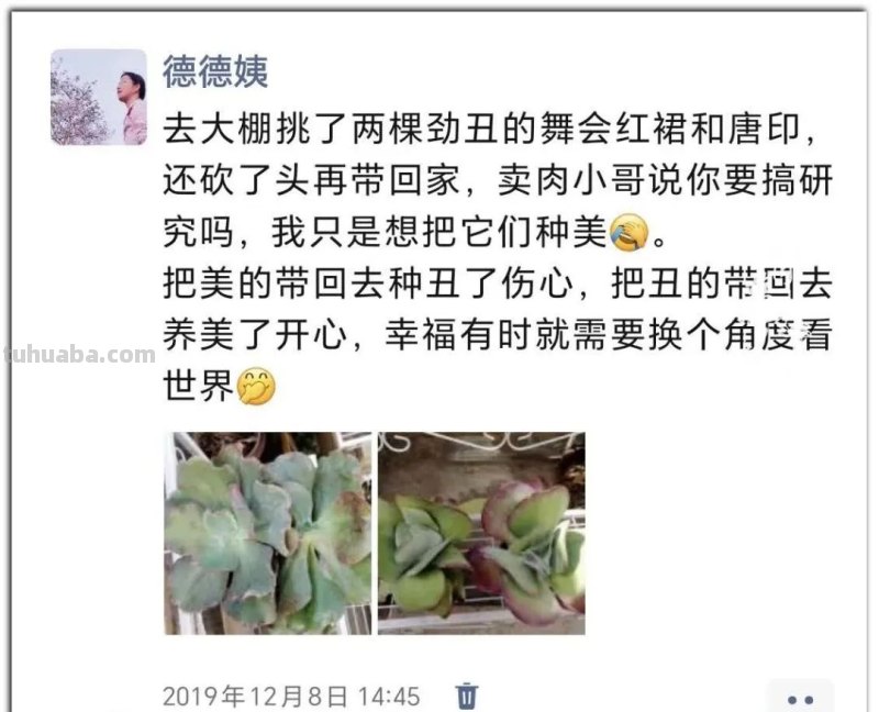 养肉9年：纪念我与多肉长久的相伴！