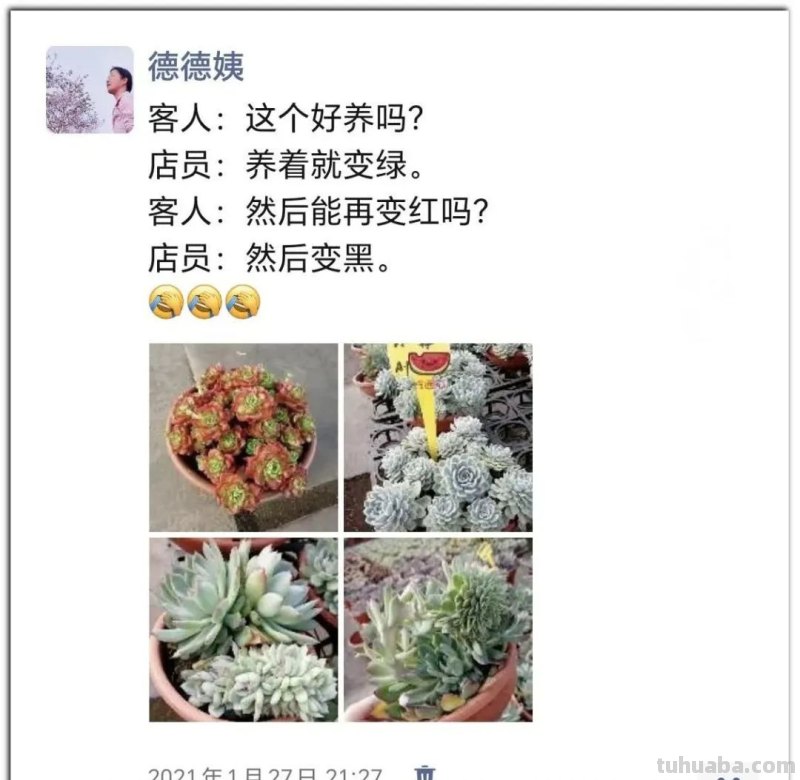 养肉9年：纪念我与多肉长久的相伴！
