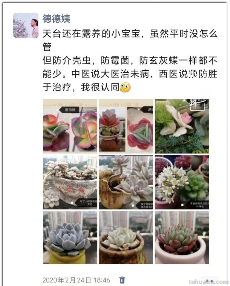 养肉9年：纪念我与多肉长久的相伴！