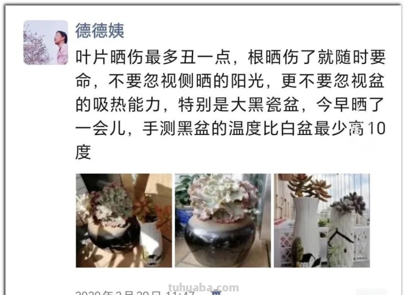 养肉9年：纪念我与多肉长久的相伴！
