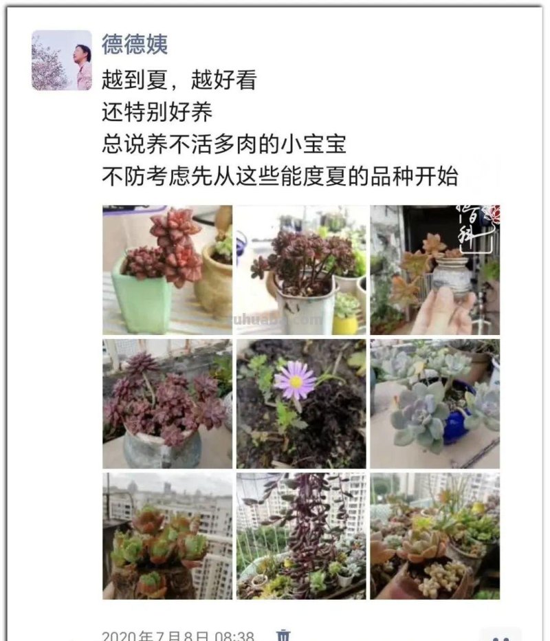 养肉9年：纪念我与多肉长久的相伴！