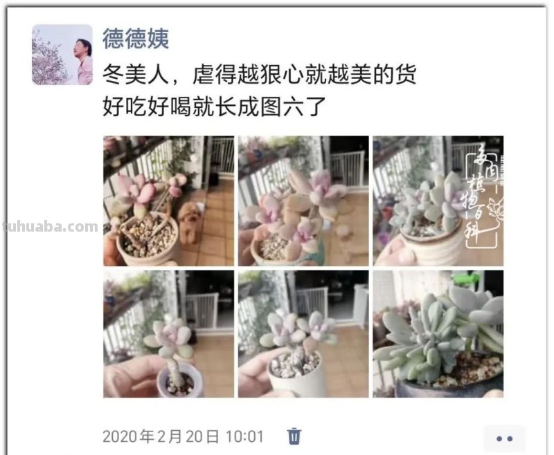 养肉9年：纪念我与多肉长久的相伴！