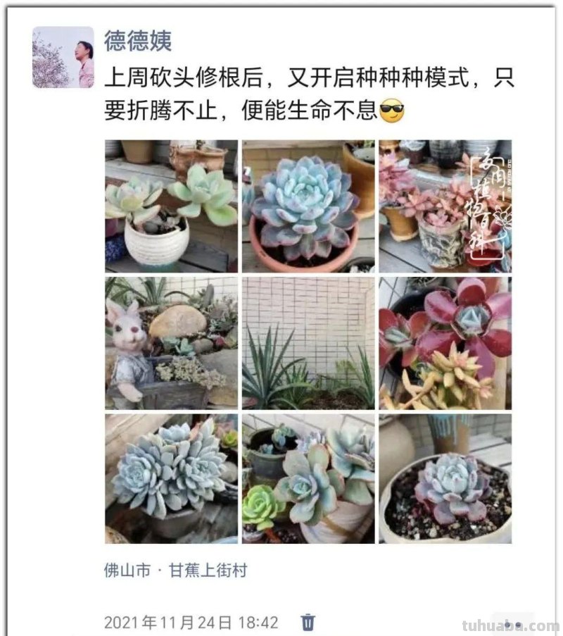 养肉9年：纪念我与多肉长久的相伴！