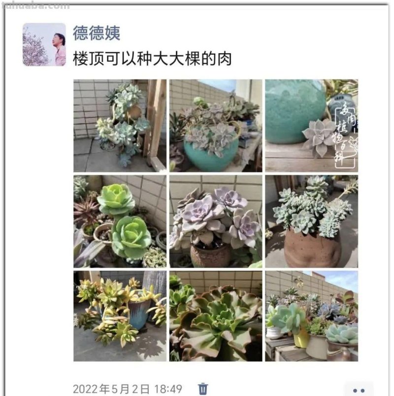 养肉9年：纪念我与多肉长久的相伴！