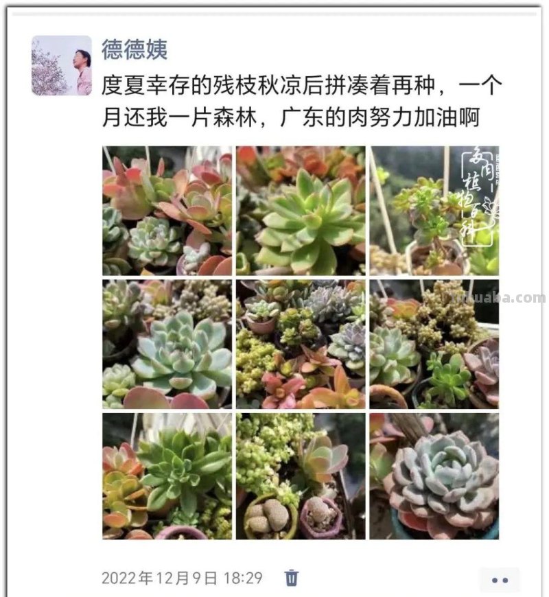 养肉9年：纪念我与多肉长久的相伴！