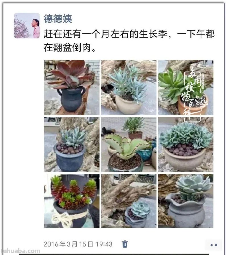 养肉9年：纪念我与多肉长久的相伴！