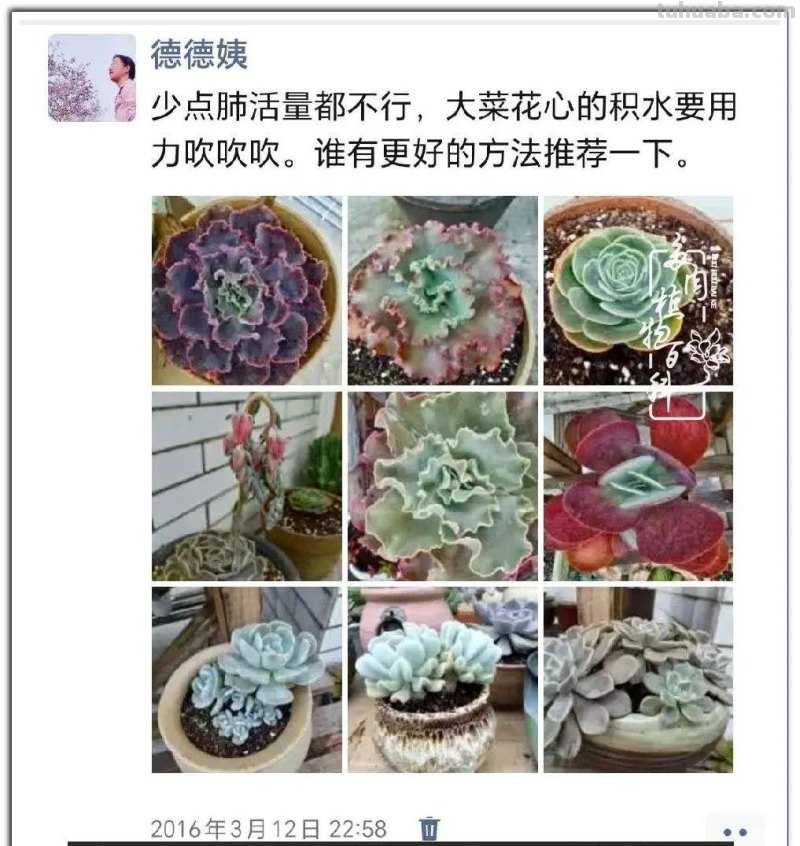 养肉9年：纪念我与多肉长久的相伴！