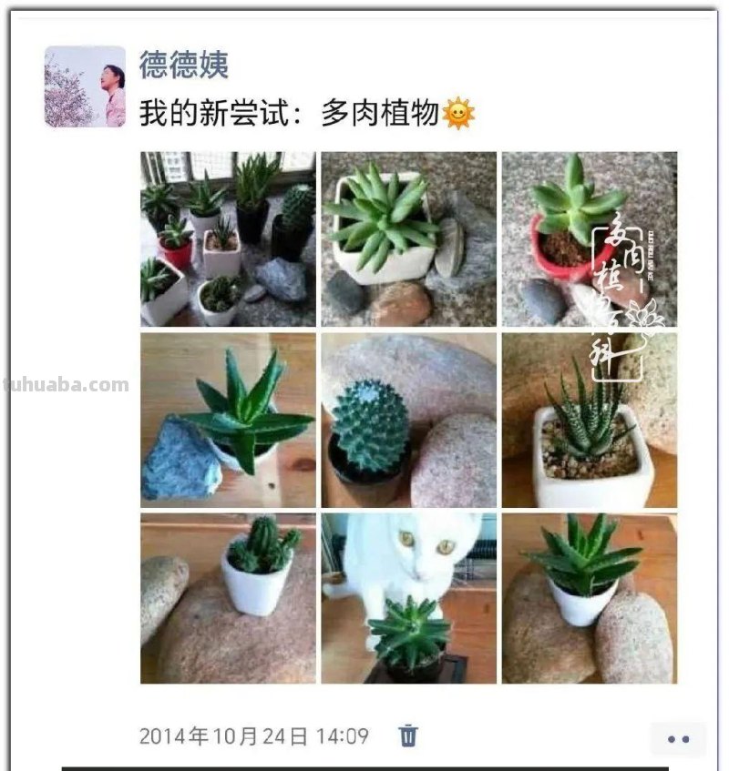 养肉9年：纪念我与多肉长久的相伴！