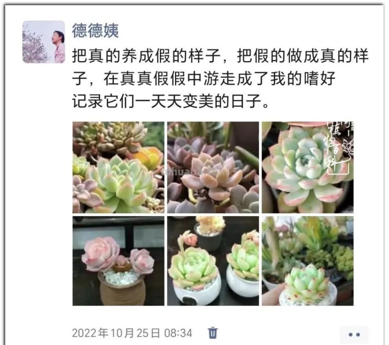 养肉9年：纪念我与多肉长久的相伴！