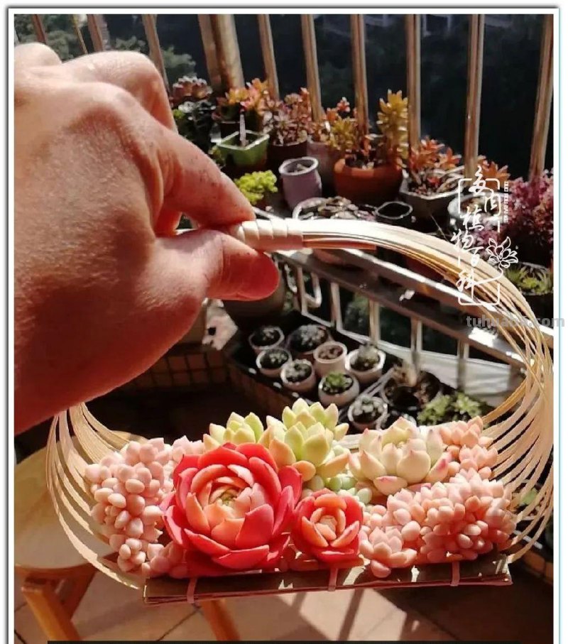 养肉9年：纪念我与多肉长久的相伴！