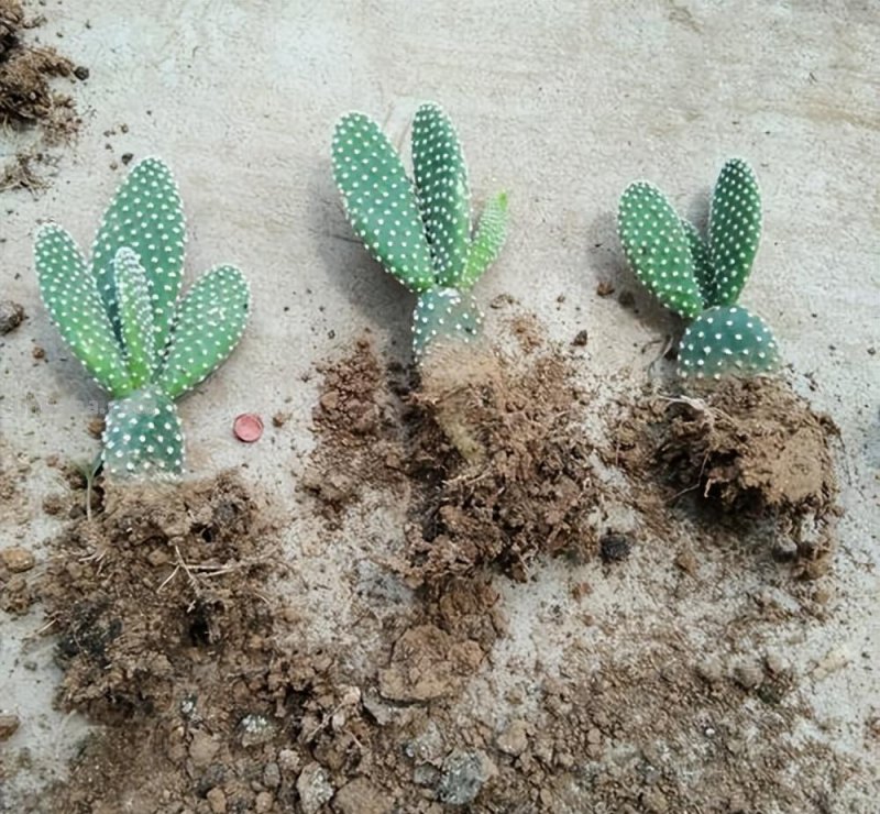 养花养不好，就养一盆它，吸甲醛防辐射，一年四季长势旺形态美