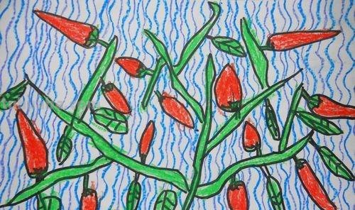 辣椒树速写 一年级画一棵辣椒树?