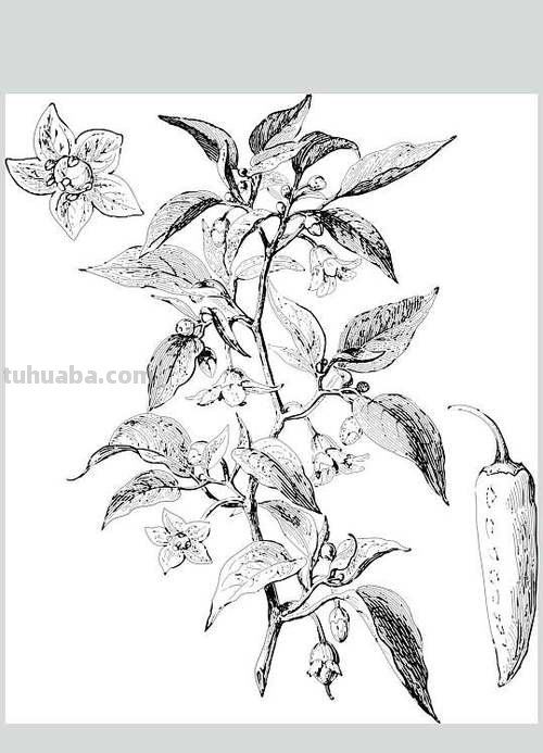 辣椒树速写 一年级画一棵辣椒树?