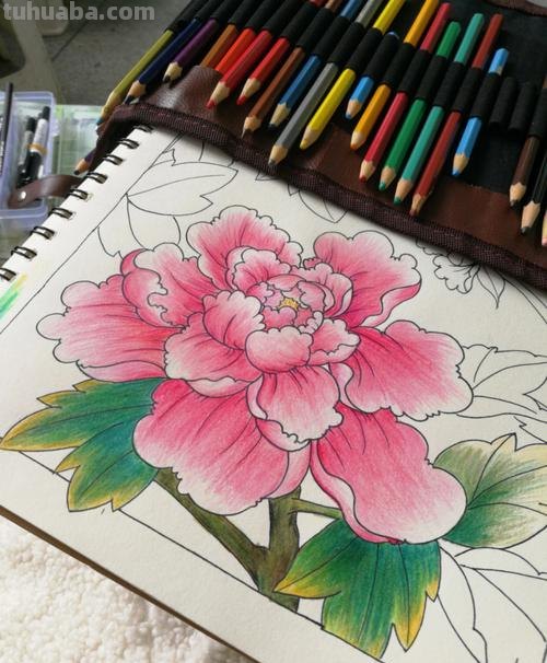 零基础也能画彩铅，教你画一朵牡丹花