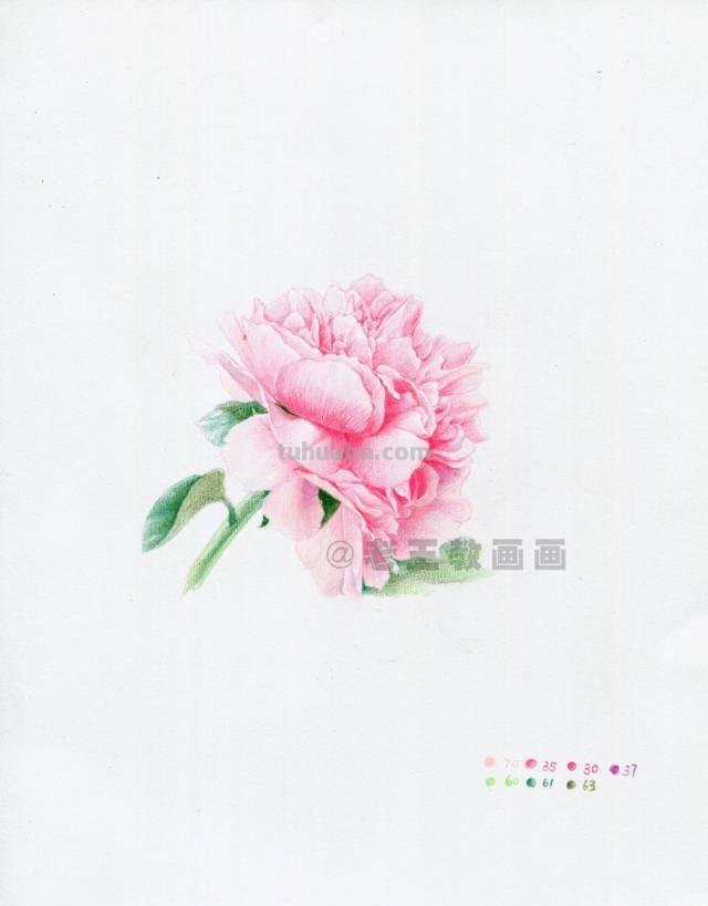零基础也能画彩铅，教你画一朵牡丹花