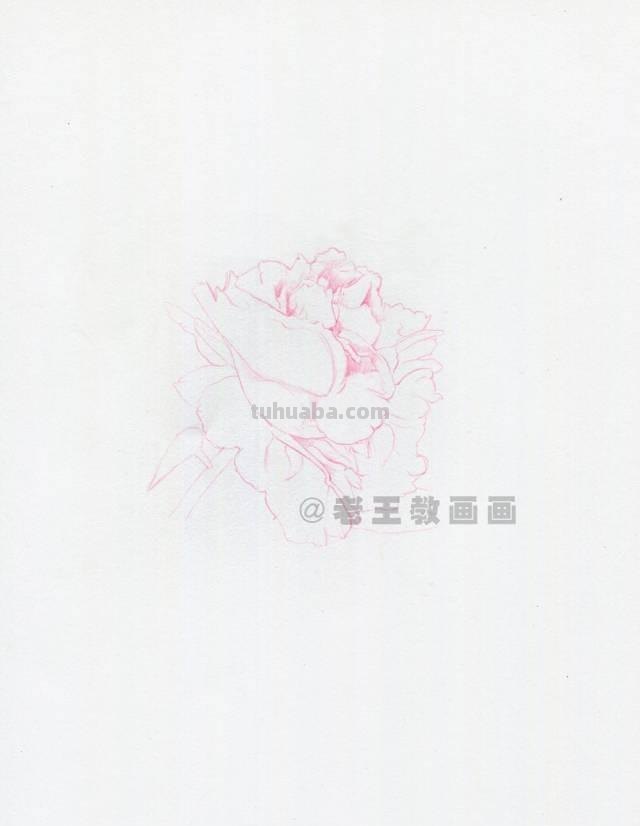 零基础也能画彩铅，教你画一朵牡丹花