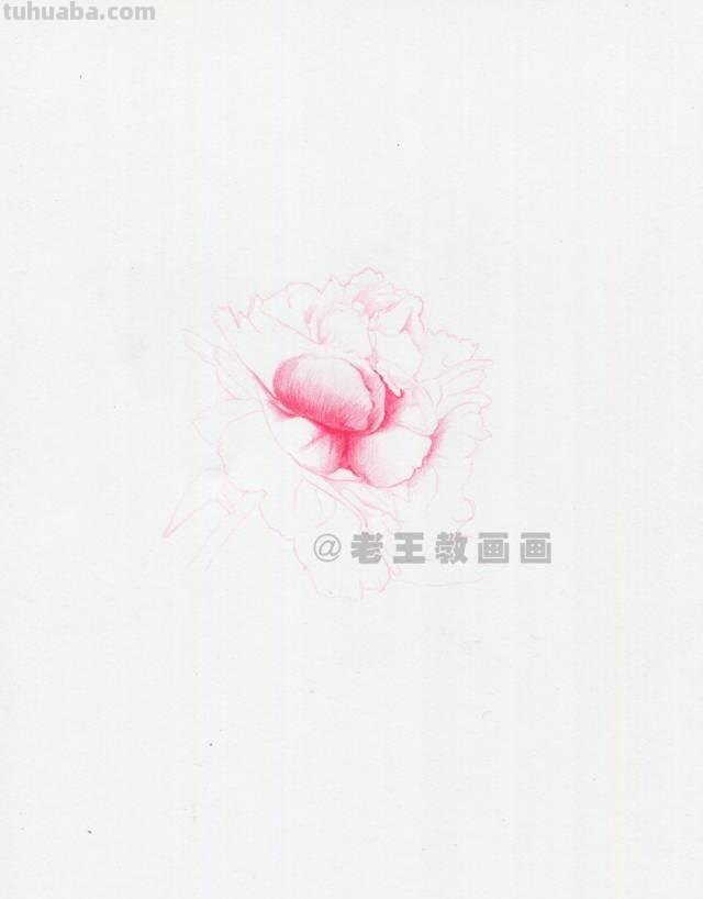 零基础也能画彩铅，教你画一朵牡丹花