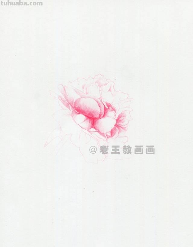 零基础也能画彩铅，教你画一朵牡丹花