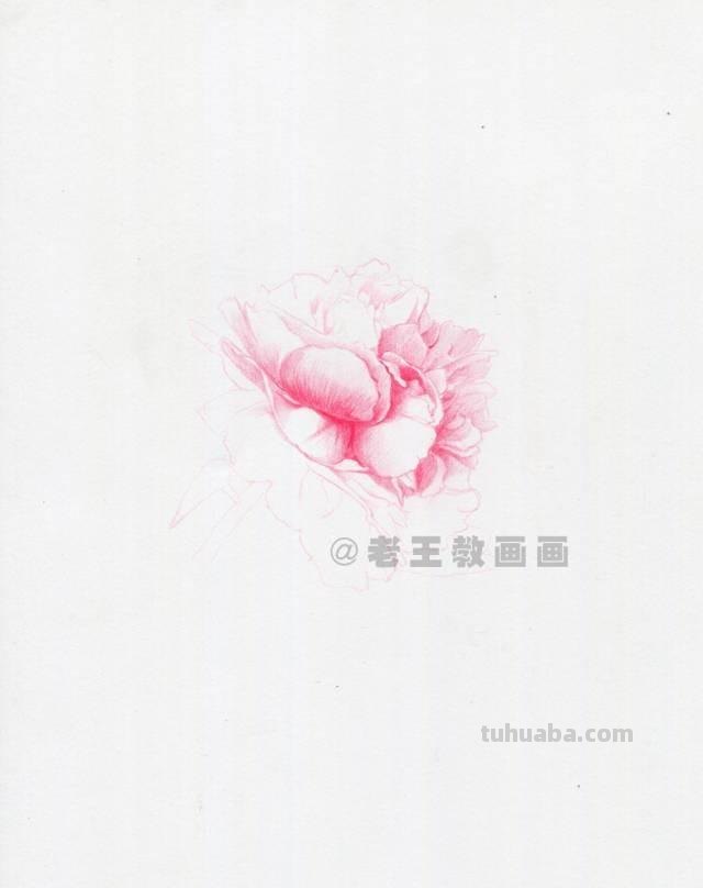 零基础也能画彩铅，教你画一朵牡丹花