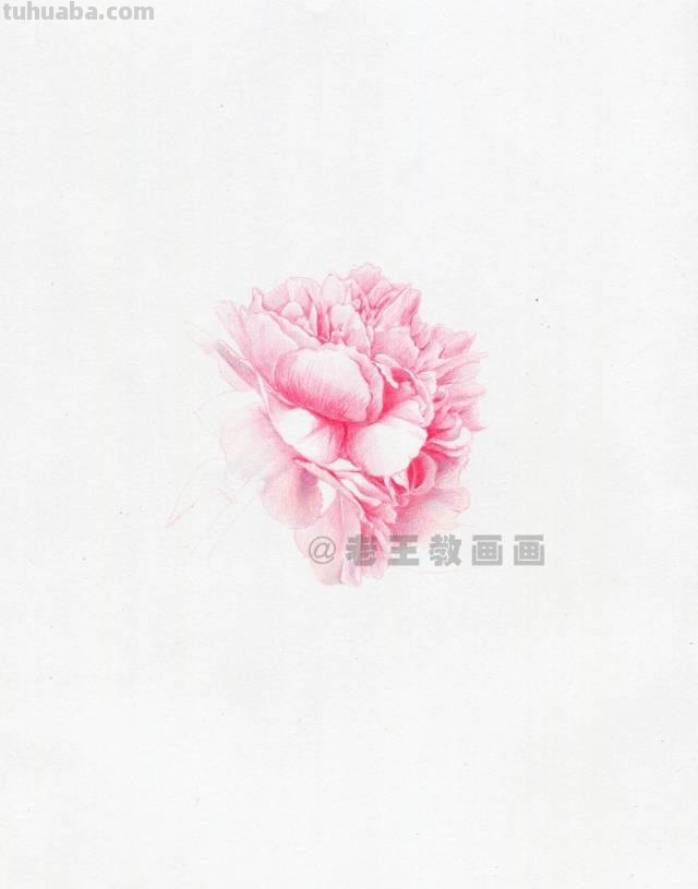 零基础也能画彩铅，教你画一朵牡丹花