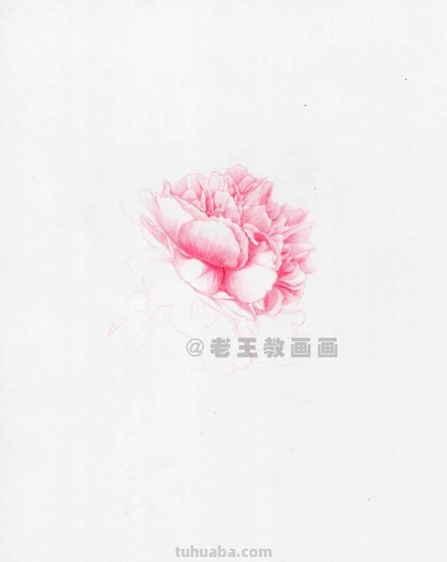 零基础也能画彩铅，教你画一朵牡丹花