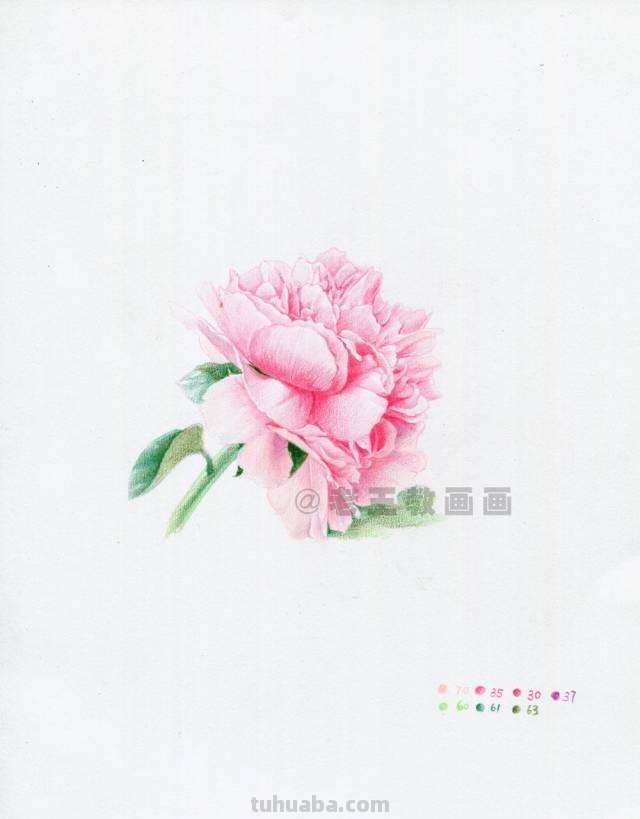 零基础也能画彩铅，教你画一朵牡丹花