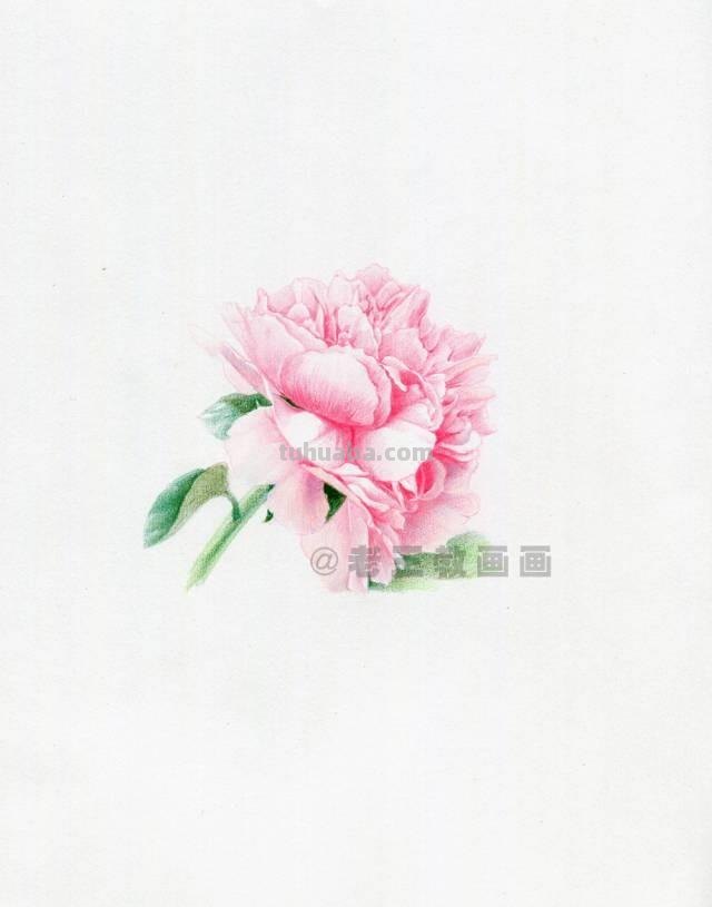 零基础也能画彩铅，教你画一朵牡丹花