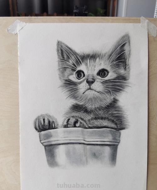 炭笔速写猫 素描中猫的毛发应该怎样画？