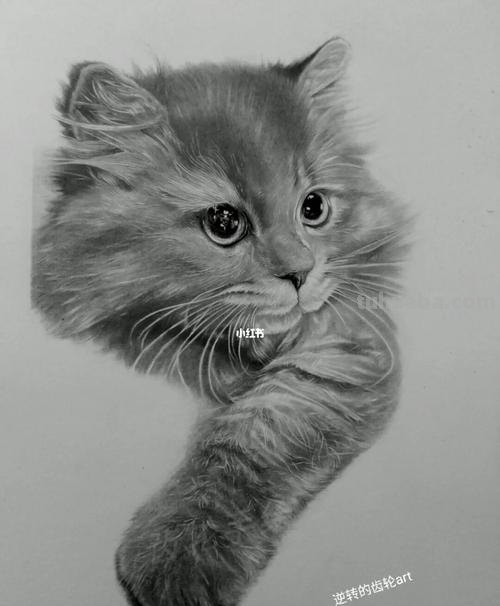 炭笔速写猫 素描中猫的毛发应该怎样画？