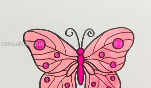 蝴蝶小鸟怎么画简笔画 一步一步画蝴蝶？
