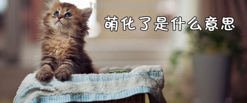 萌化 萌化是什么意思