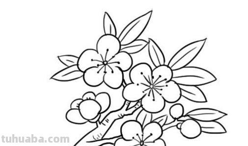 怎么画桃花的简笔画 桃花简笔画怎么画?