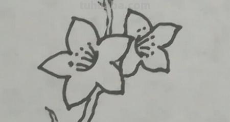 怎么画桃花的简笔画 桃花简笔画怎么画？